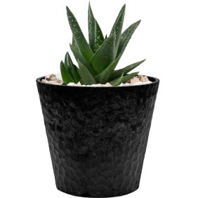 aloe-vera-mini