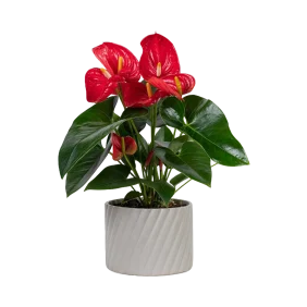 anthurium-red