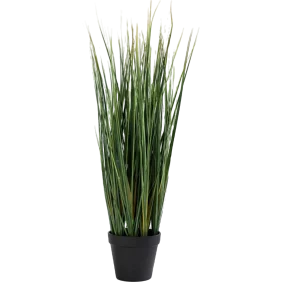 lemon-grass